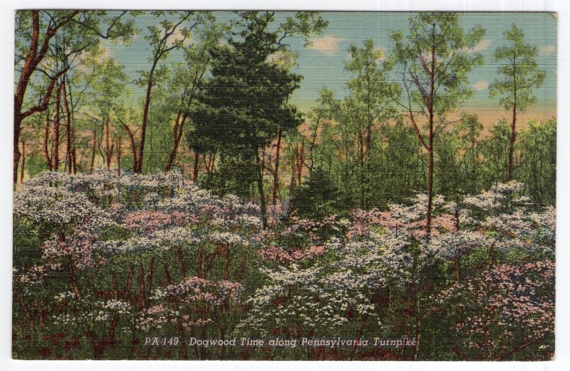 Dogwood Time along Pennsylvania Turnpike