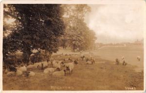 BR98595 rockford sheep real photo   uk