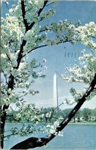 Washington Monument Washington DC WA Cherry Trees Water Blue Skies Postcard WOB 