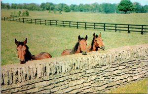 Castleton Fayette County Kentucky Horses & Stone Fence Scenic Chrome Postcard 