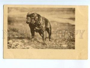 248735 Russia French Bulldog Gatchino SPB 1907 year RPPC