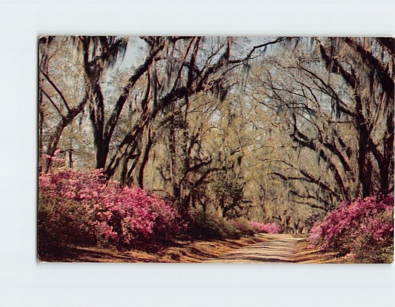Postcard Moss Draped Oaks Ang Azaleas, Louisiana