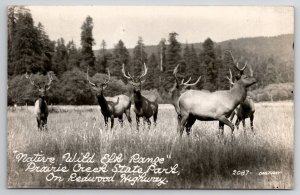 RPPC Native Wild Elk Prairie Creek State Park On Redwood Hwy CA Postcard U25