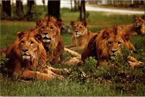 Great Adventure Safari Park Jackson NJ, Lions c1974 Postcard M19