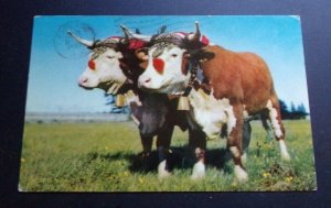 USED POSTCARD - PRIZE YOKE OF OXEN