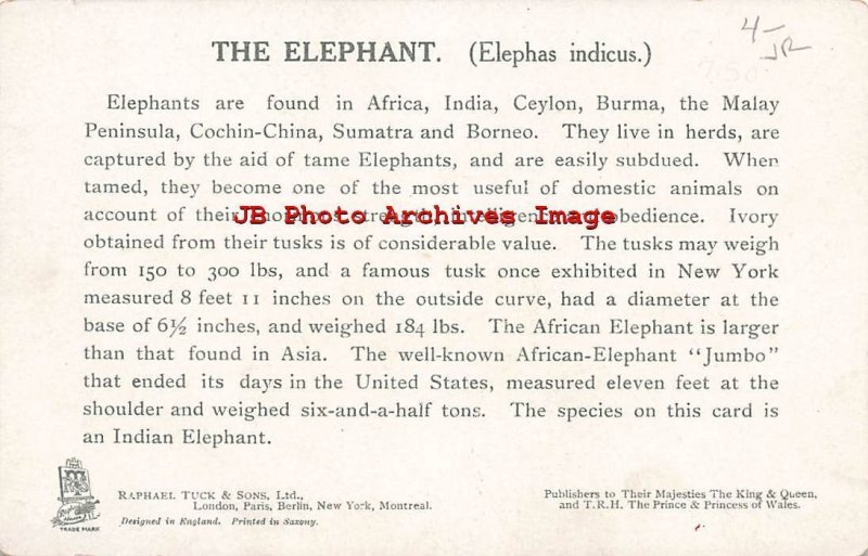 Educational Cards, Tuck Wild Animals, Elephant