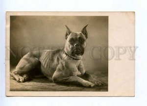 196322 GERMANY Boxer dog Old photo postcard