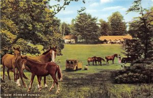 US50 UK England New Forest ponies animal