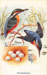 Raphael Tuck British birds and their eggs The Kingfisher Postcard