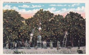 Florida Miami Picking Oranges