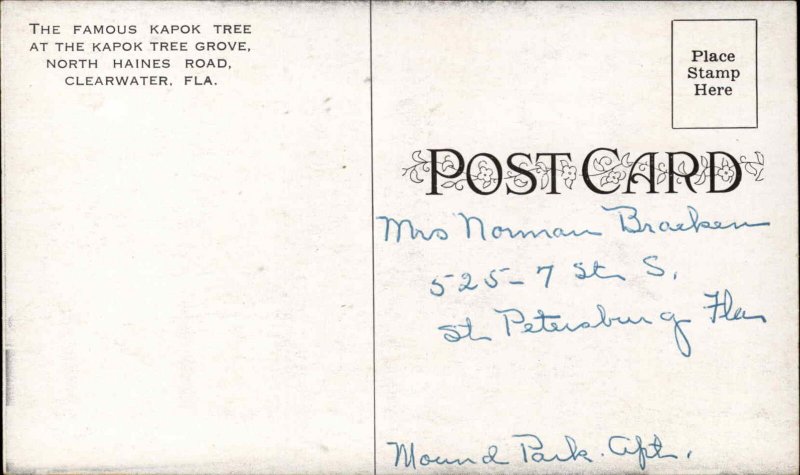 Clearwater Florida FL Kapok Tree Vintage Postcard