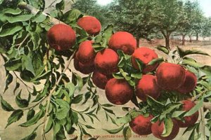 How Red Apples Grow In Oregon