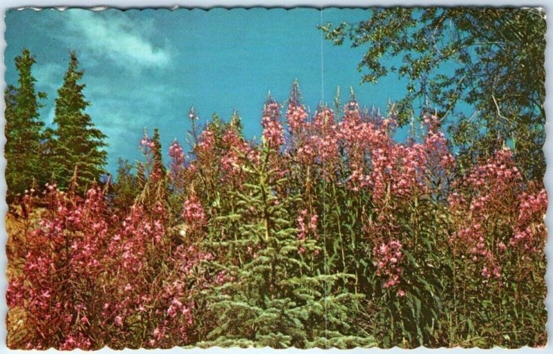 Postcard - Fireweed - Official Flower of the the Yukon 