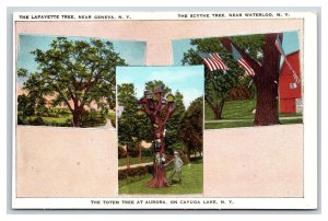 Multiview Famous Trees Geneva Waterloo Aurora New York NY UNP WB Postcard Q23