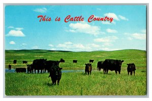 Postcard NE This Is Cattle Country Black Angus Vintage Standard View Card