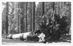 Fallen Monarch Tree Yosemite National Park California 1939 Real Photo postcard