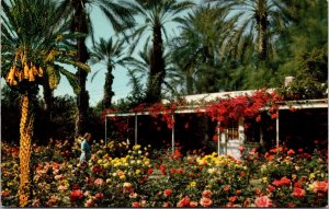 Vtg Palm Springs California CA Shields Rose Garden Coachella Valley Postcard