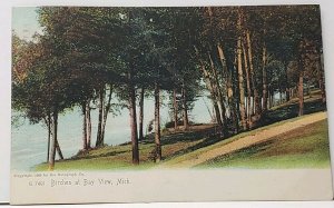 Birches at Bay View Michigan 1911 Petoskey to Ann Arbor Mich Postcard H18