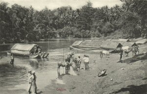 PC CPA CEYLON - SRI LANKA, BUFFALOES AND BOATS, VINTAGE POSTCARD (b14860)