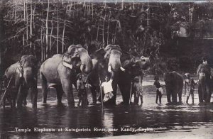 Ceylon Sri Lanka Temple Elephants At Katugstota River Near Kandy 1933 Real Photo