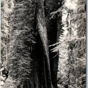 c1930s Orick CA Corkscrew Redwood RPPC Prairie Creek State Park Art Ray 673 A200