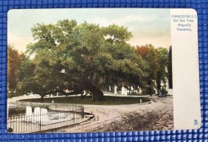 Vintage 1906 Old Oak Tree Magnolia Cemetery Charleston SC Raphael Tuck Postcard