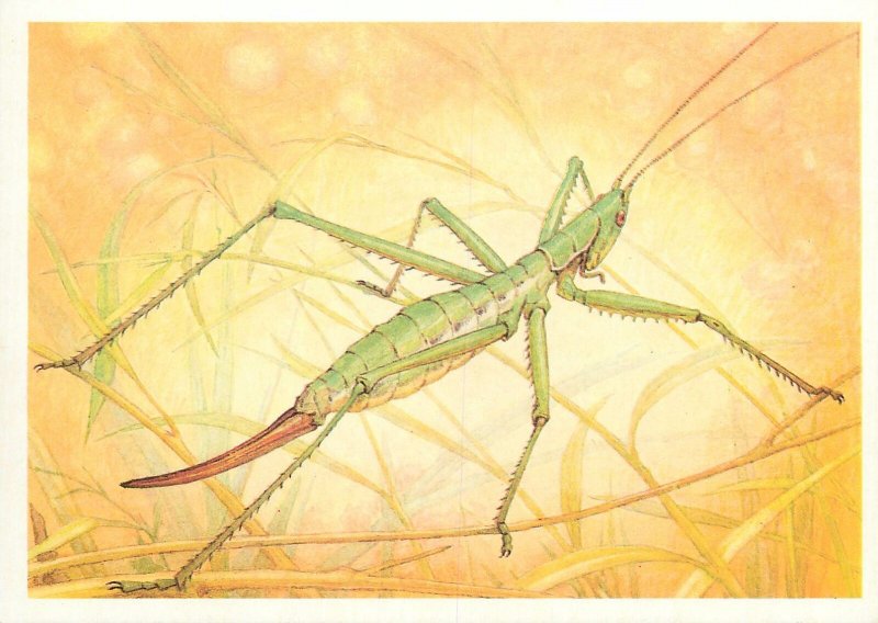 Animals insects Postcard Saga Pedo Pall cricket