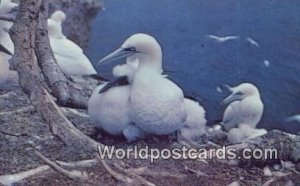 Gannet Nesting Bird Sanctuary Bonaventure Island, Perce Canada Unused 