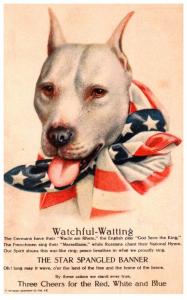 Dog American Bull Terrier Patriotic