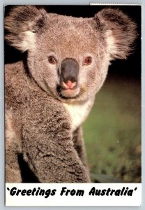 Greetings From Australia - Koala Bear - 1986 - Postcard