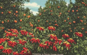 Vintage Postcard Poinsettias in Orange Groves Flaming Red and Green Orange Trees