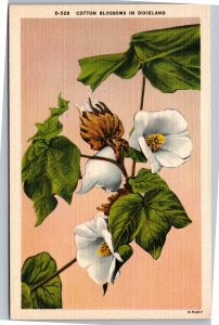 Postcard Cotton Blossoms in Dixieland