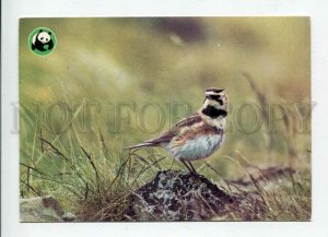 429338 FINLAND WWF Horned lark bird 1997 year RPPC