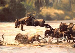 African Wilderbeeste - 