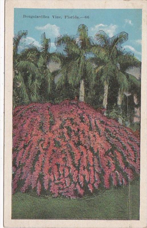 Florida Flowers Bougainvillea In Bloom 1924