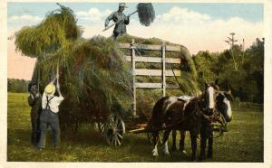 Pitching Hay