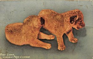 CHICAGO ILLINOIS~LINCOLN  PARK-BABY LIONS~1913 PSMK POSTCARD