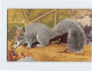 Postcard Gray Squirrel, New York Zoological Park, Bronx, New York