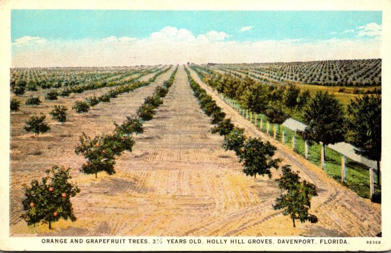 Florida Davenport Holly Hill Groves Orange and Grapefruit Trees