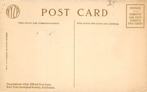 Polar Bear, New York Zoological Park New York, USA Bear Postcard