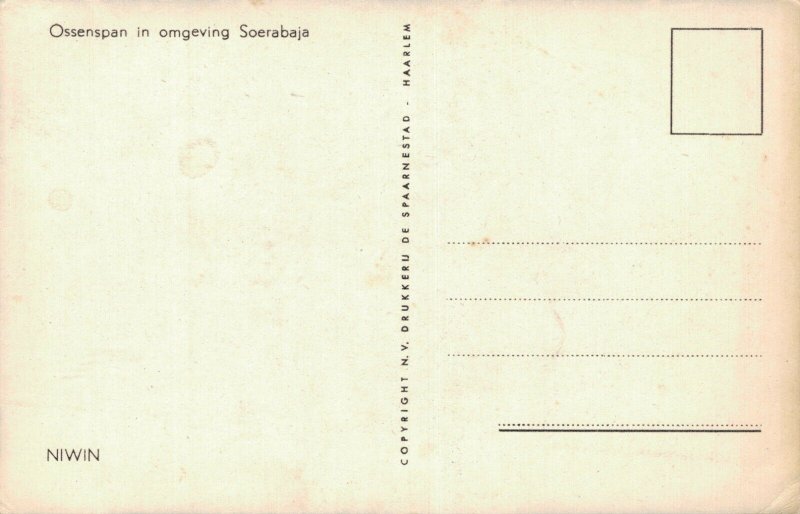 Indonesia - Ossenspan in omgeving Surabaya Soerabaja 1950s 04.54