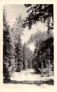 Montrose Colorado Uncompahre Nat Forest Real Photo Antique Postcard K40555