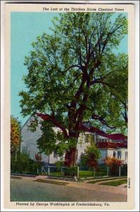 VA - Chestnut Tree Planted by George Washington, Fredericksburg