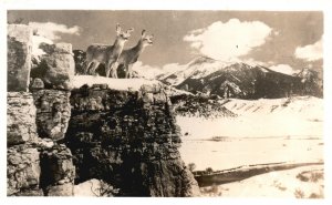 Vintage Postcard 1920's Two Deer Fawn Doe Mountain Animals RPPC