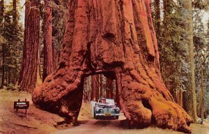 Wawona Tunnel Tree Yosemite National Park CA