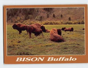 Postcard Bison Buffalo