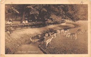 B92426 den haag hertenkamp deer cerf  netherlands