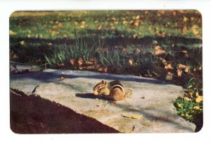 Canada - ON, Fort William-Port Arthur. Chipmunk at Thunder Bay