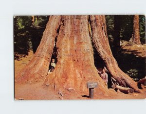 Postcard Tennessee Tree, General Grant Grove, Kings Canyon National Park, CA