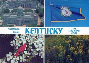 VINTAGE POSTCARD CONTINENTAL SIZE GREETINGS FROM KENTUCKY BLUEGRASS STATE crease